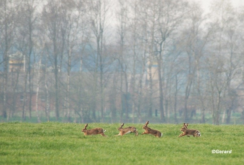 Hazendans in de Achterhoek.JPG - Hazendans in de Achterhoek.